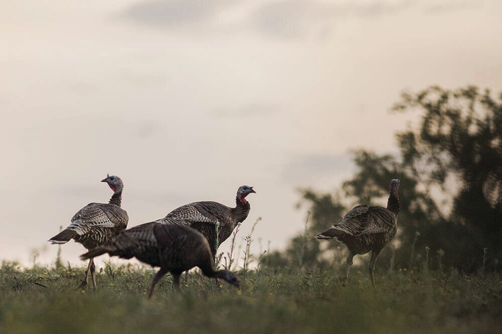 Noble birds